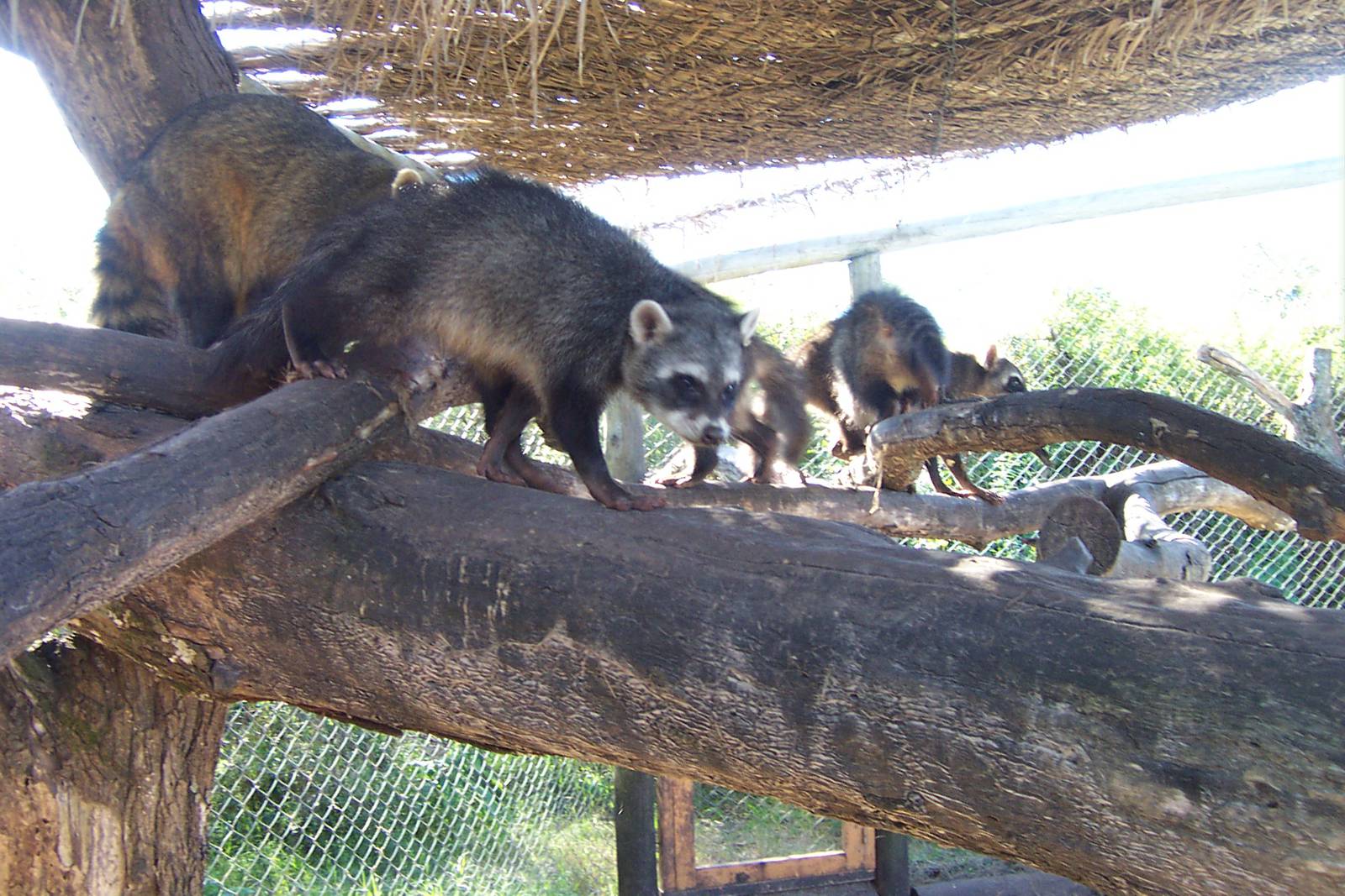 Crab-eating Racoons