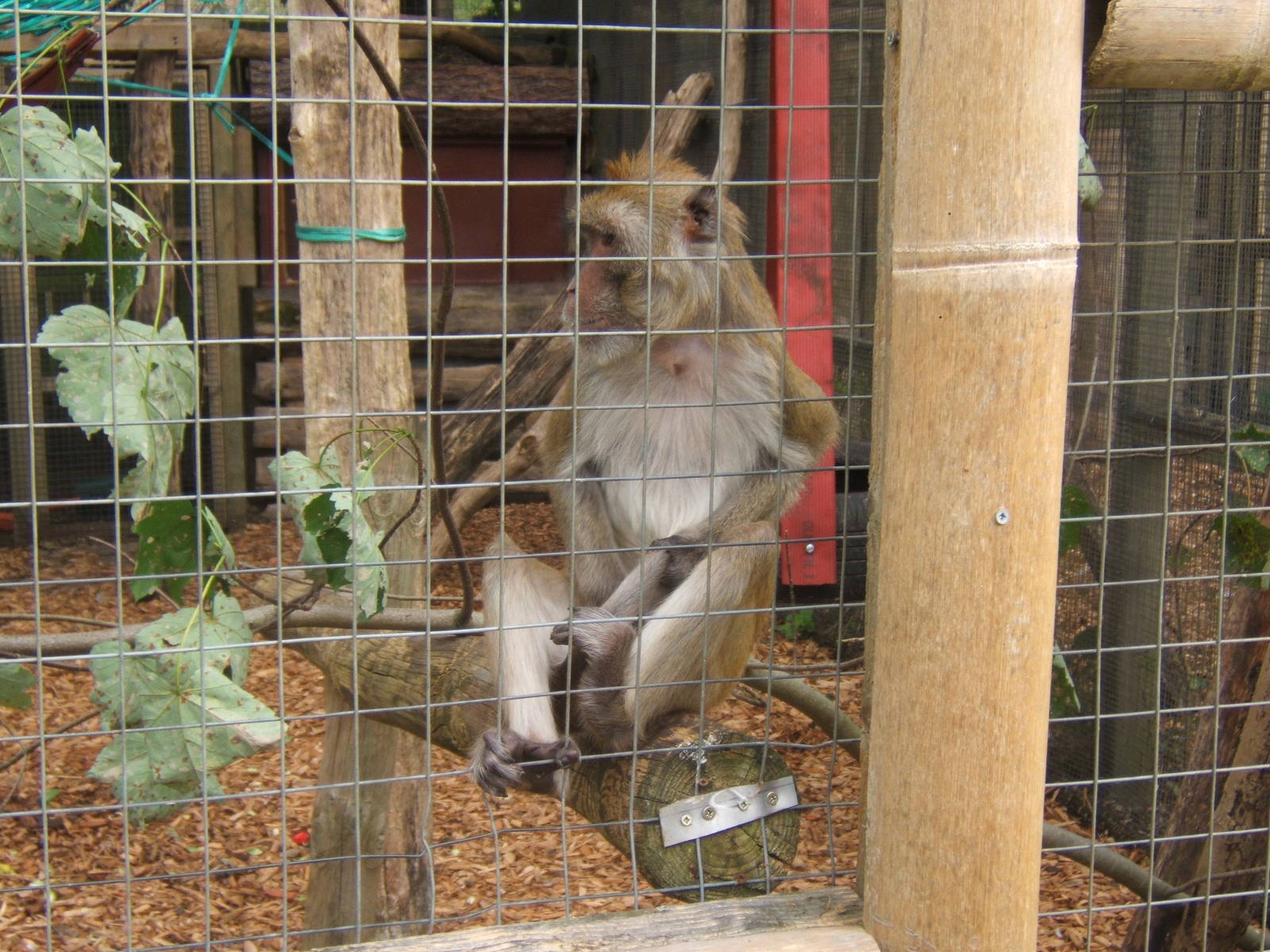 Crab-eating x Rhesus Macaque hybrid