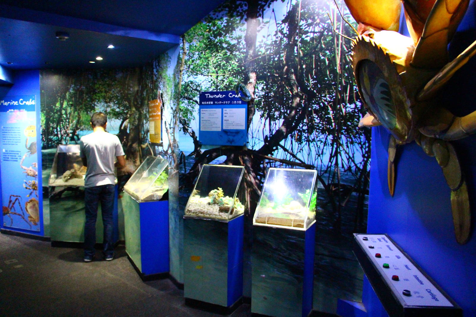 Crab Exhibits