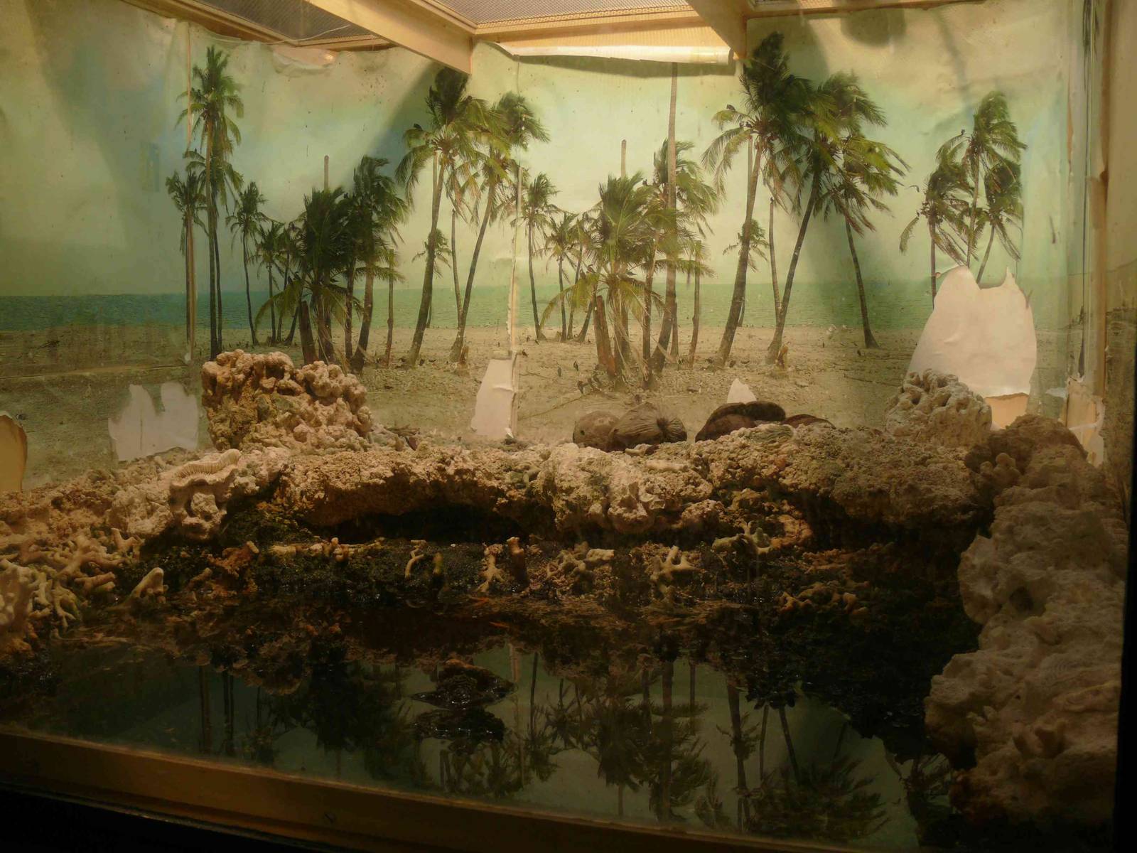 crab Gecarcinus planatus terrarium inside the Viva rium