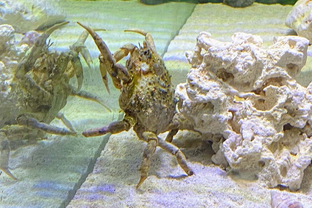 Crab ID - Gladys Porter Zoo