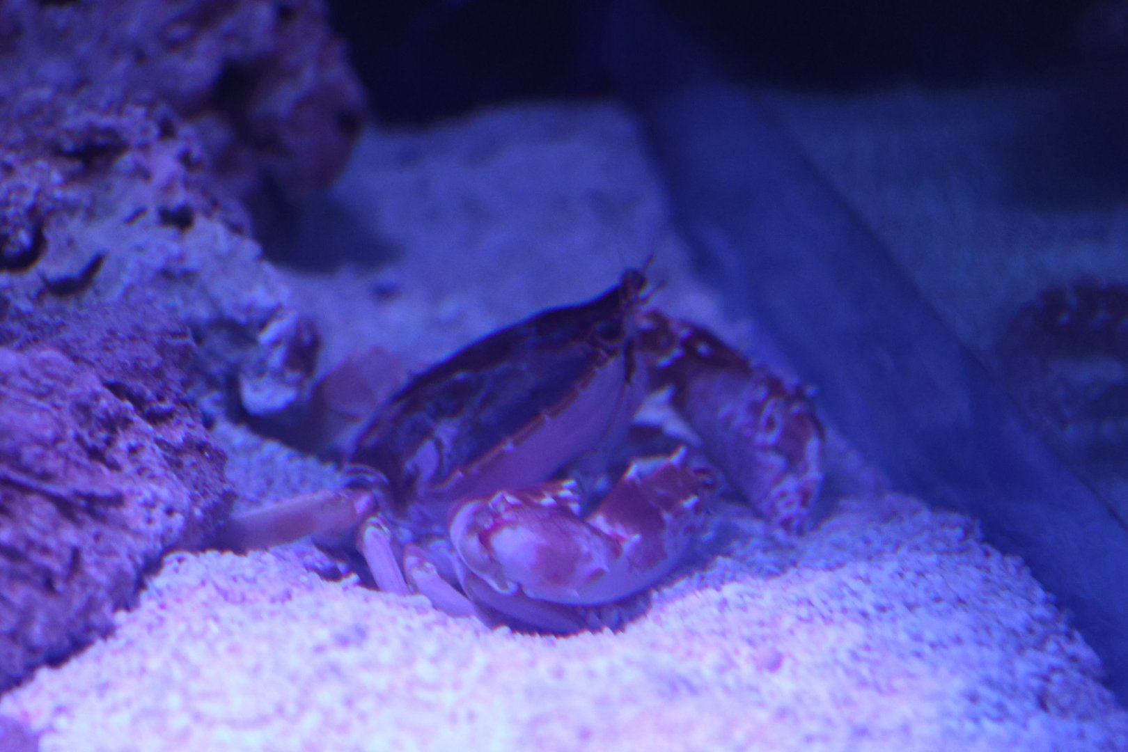 Crab ID? - SEA LIFE Sydney
