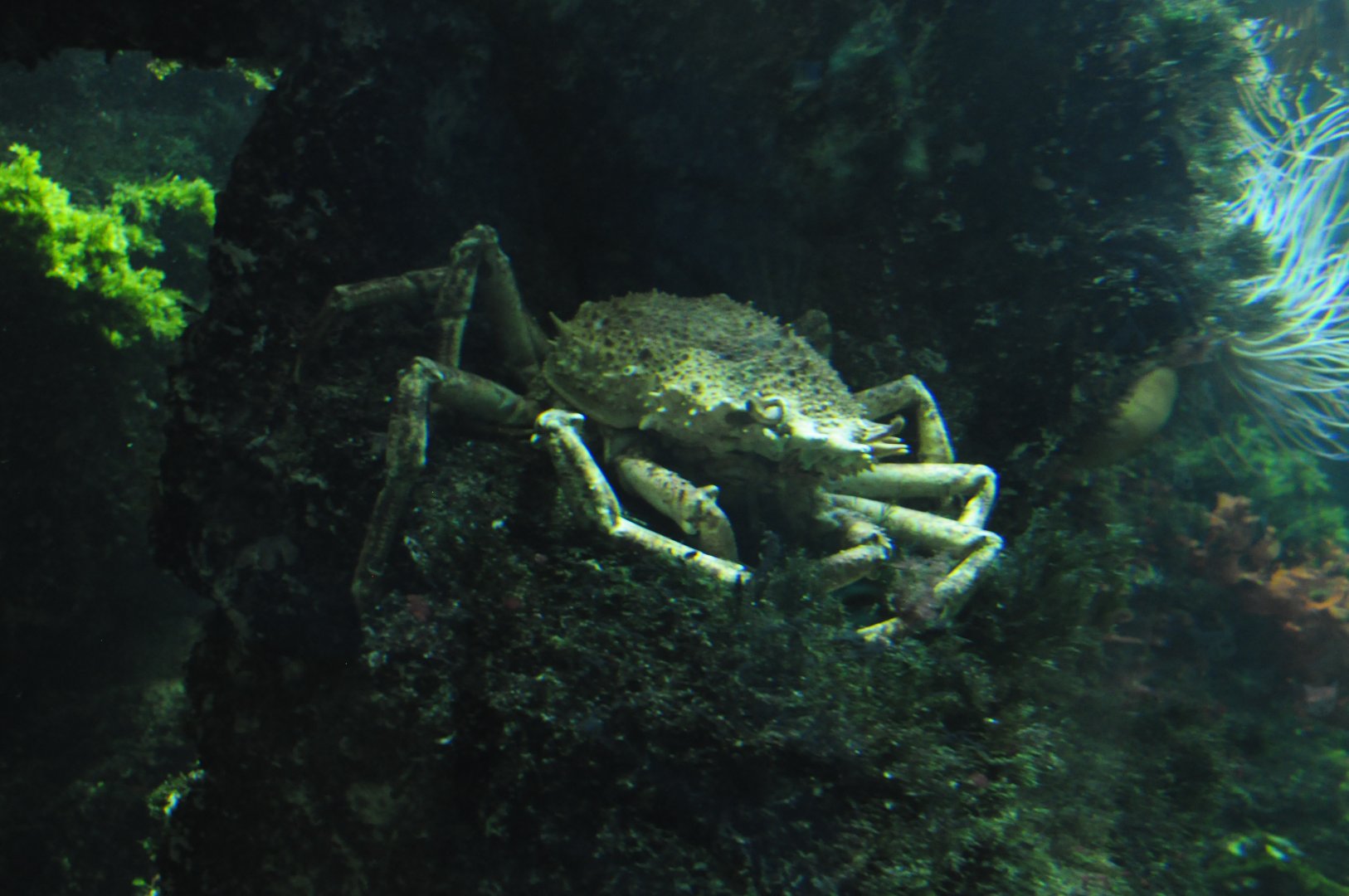 Crab ID - Tiergarten Schönbrunn