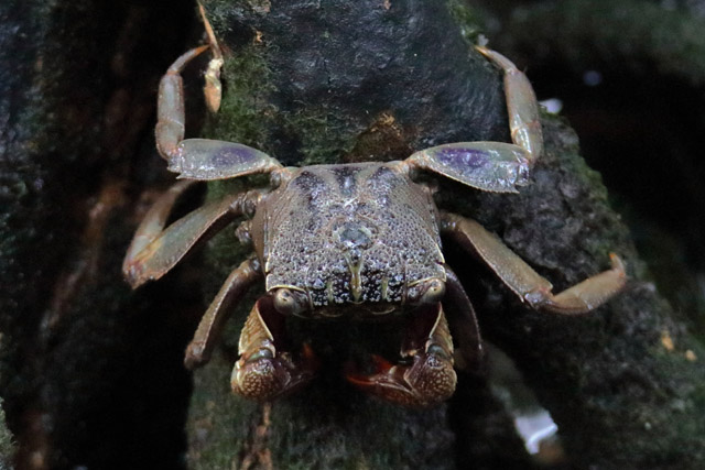 Crab ID - Wild (Singapore)