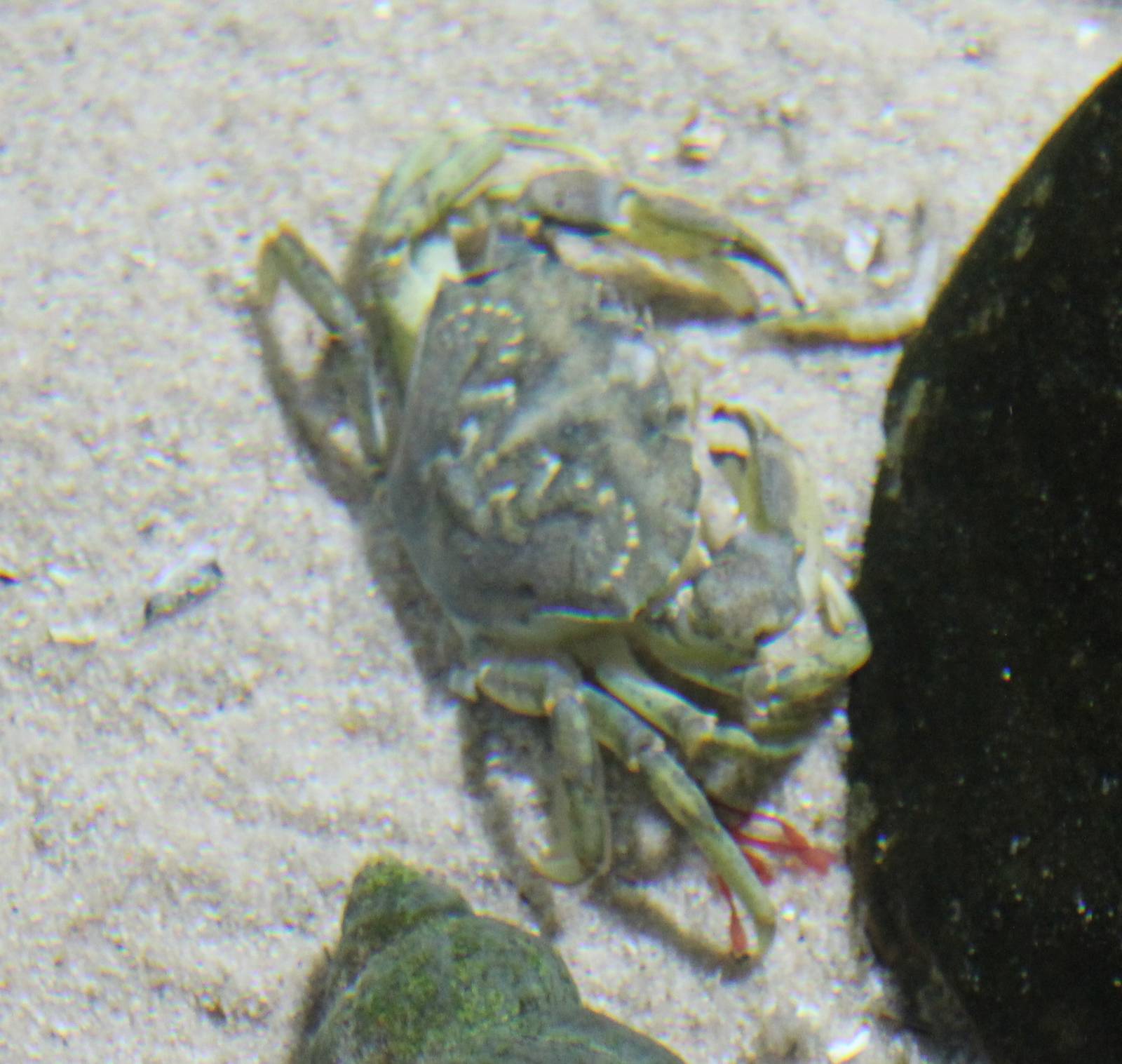 Crab ID