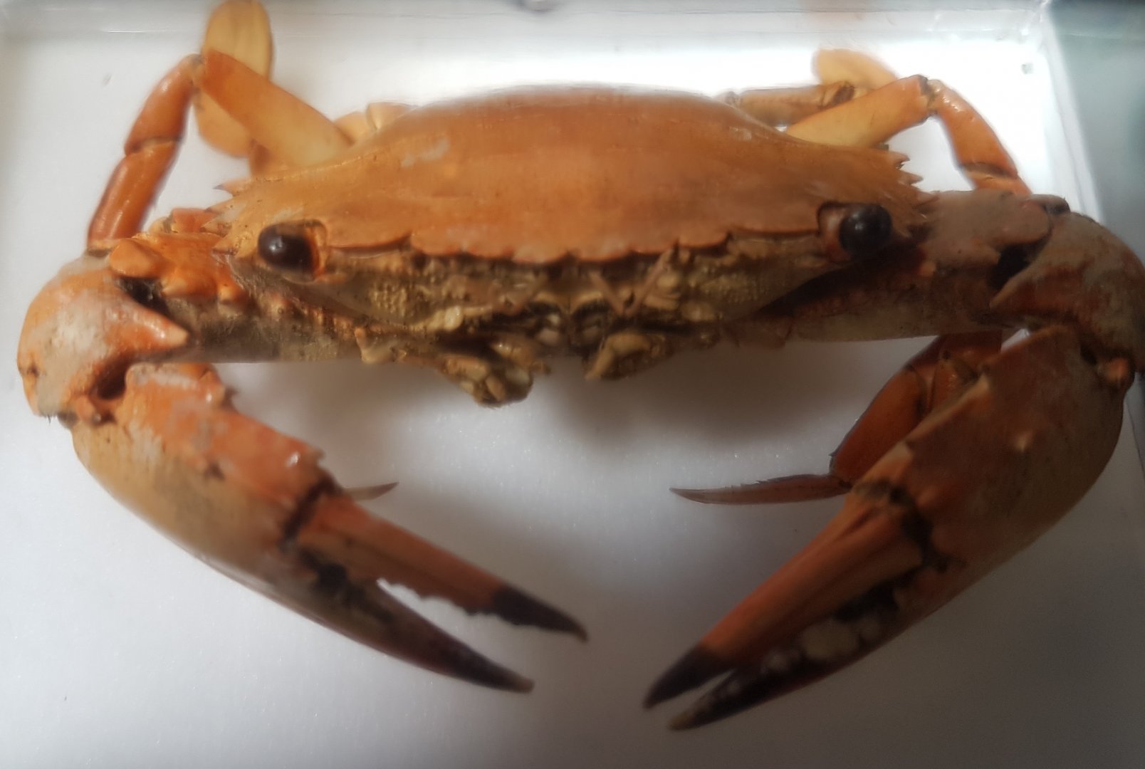 Crab ID