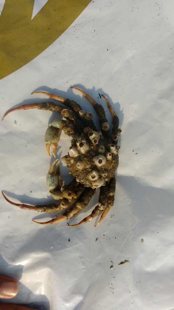 Crab ID