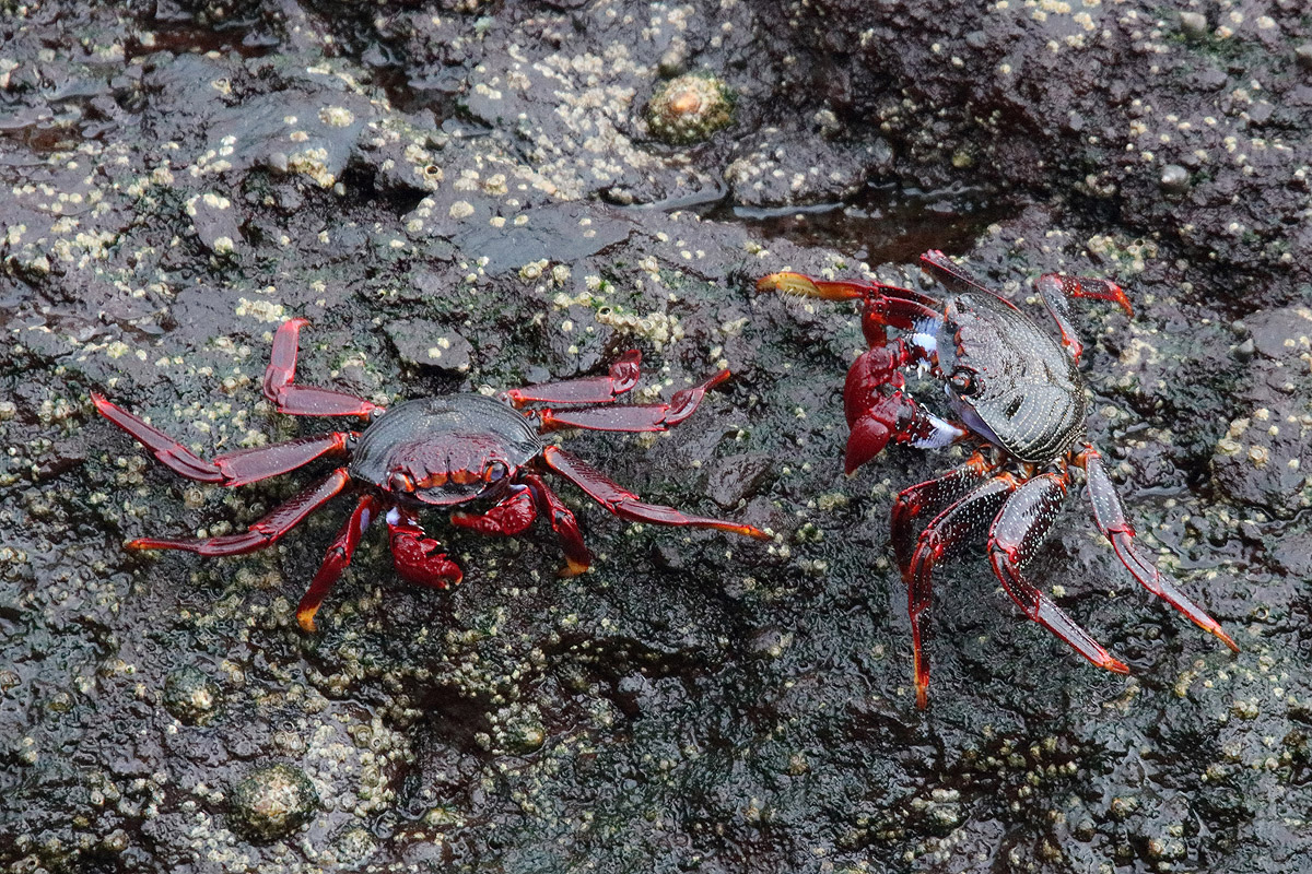Crab ID
