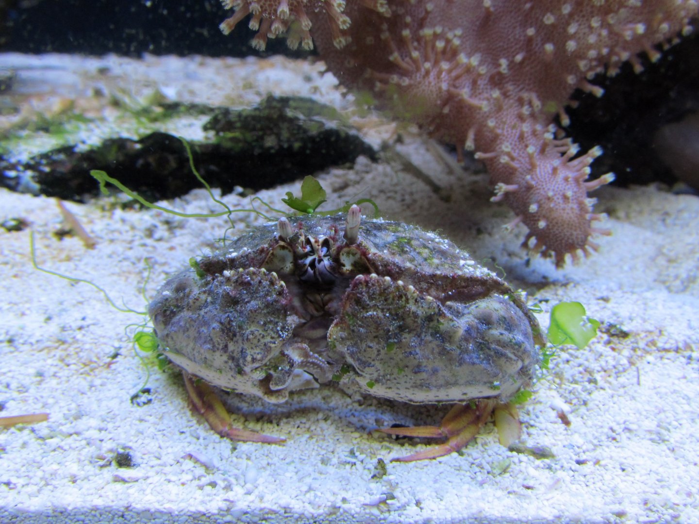 Crab ID?
