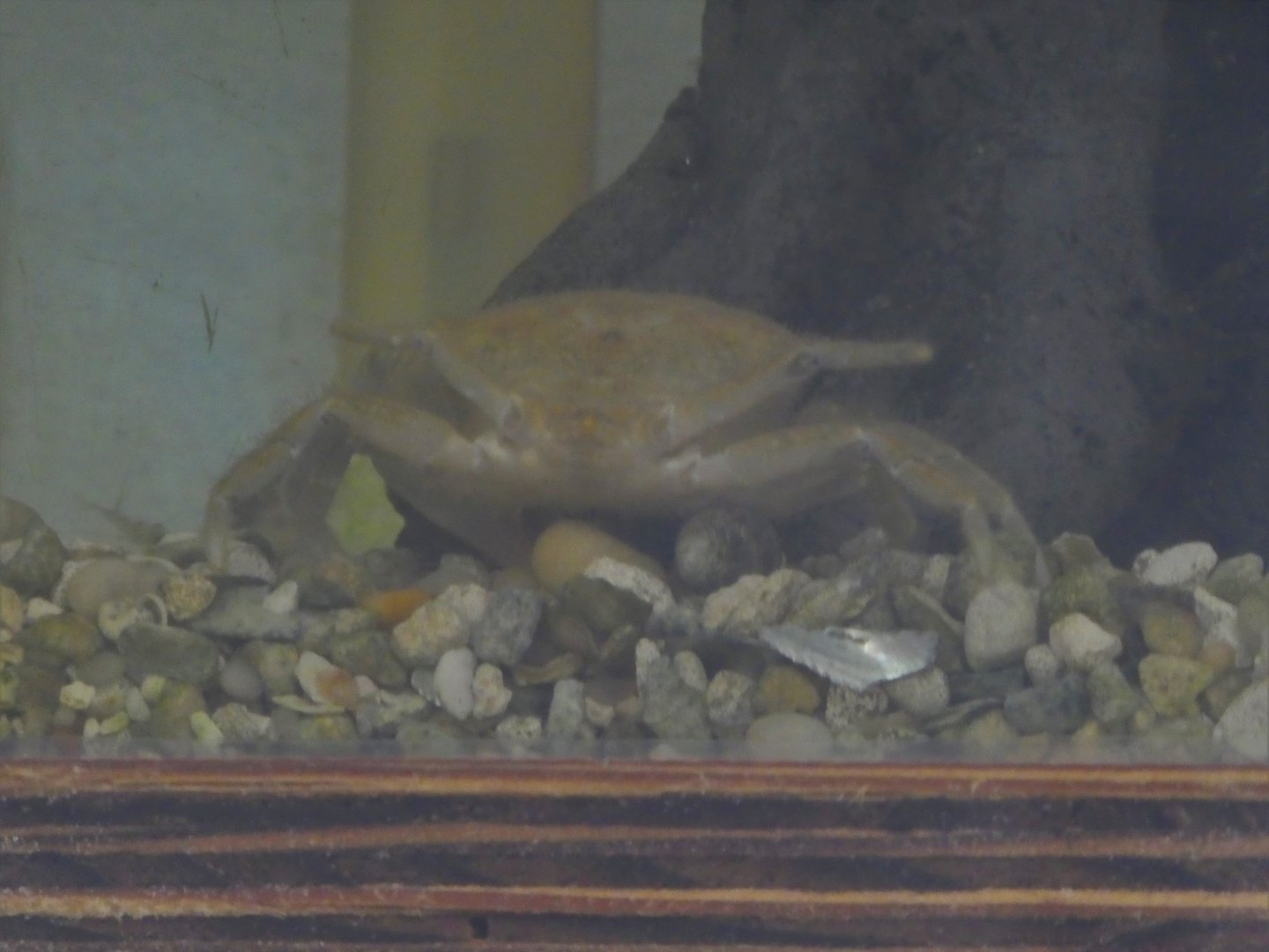 Crab ID?