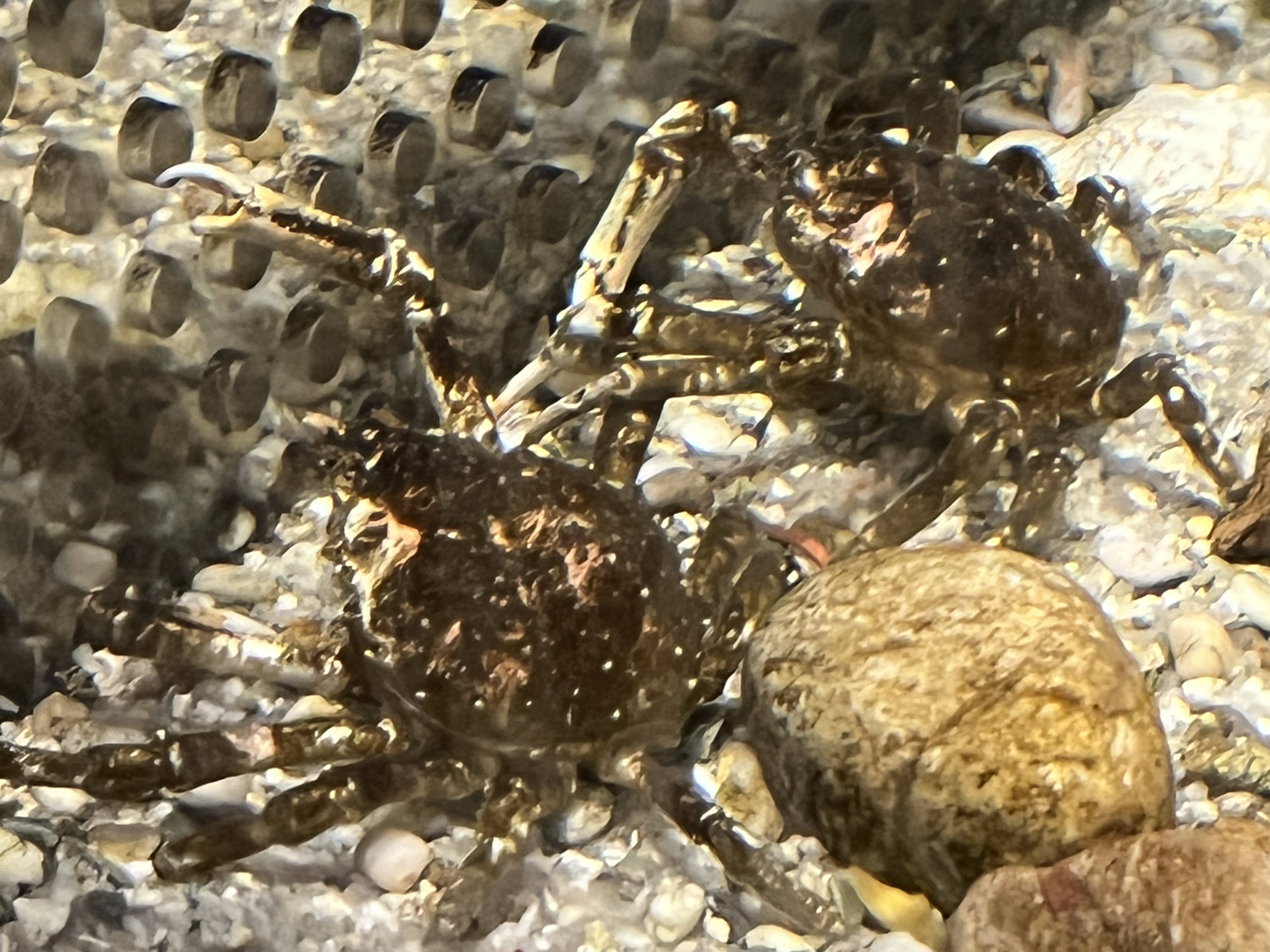 Crab ID?