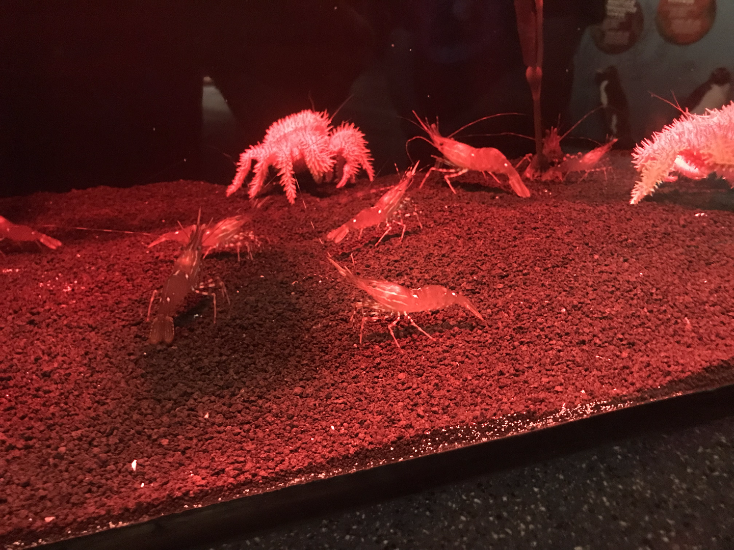 Crab ID