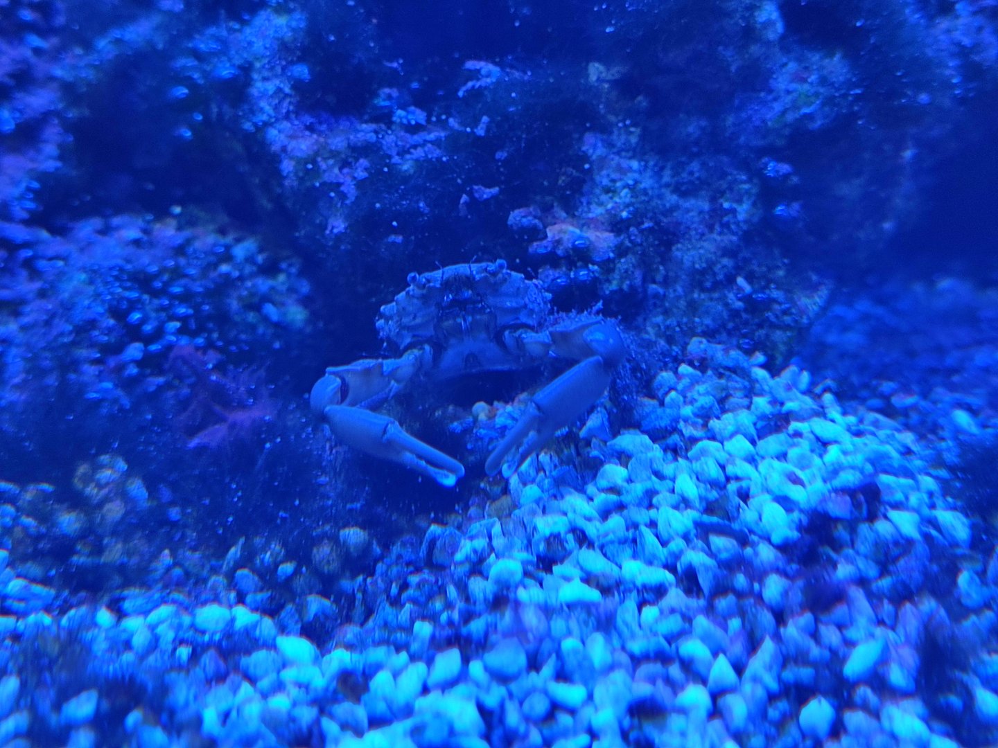 Crab ID?