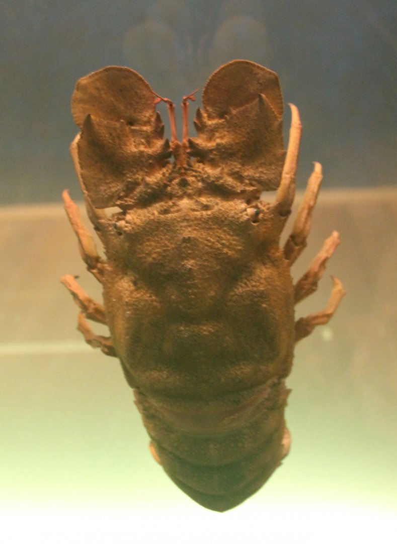 Crab / Lobster Species