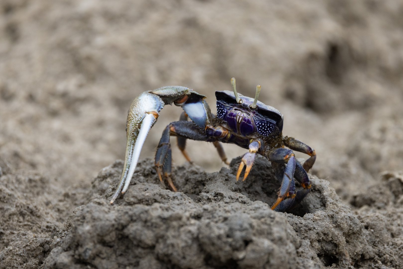 Crab - Mangrove