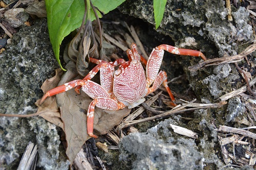 Crab.  Rarotonga