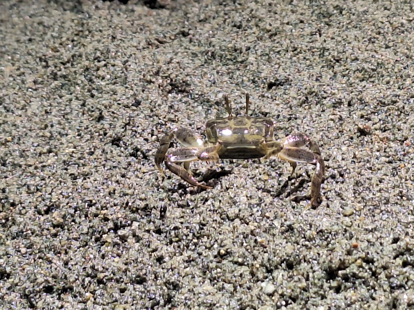 Crab sp.