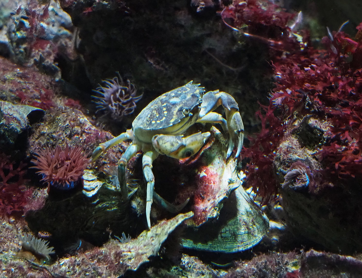 Crab species in North Sea tank at Zoo Antwerpen?