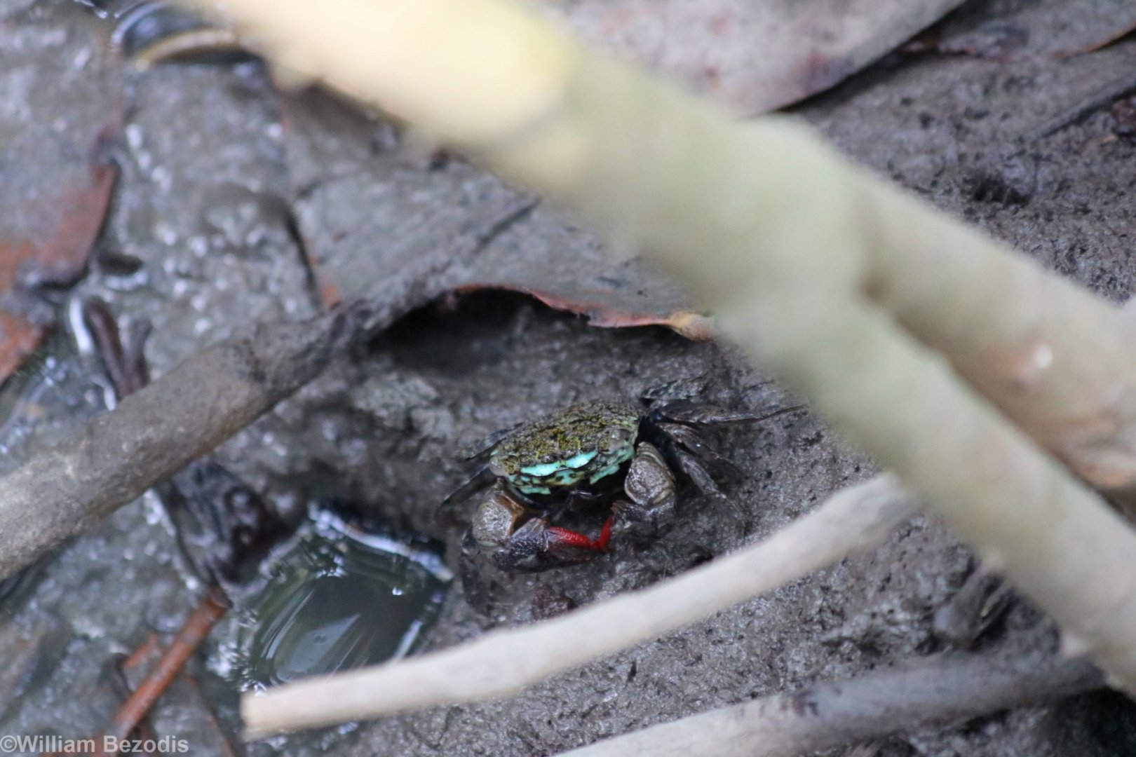 Crab Species - Laem Pak Bia
