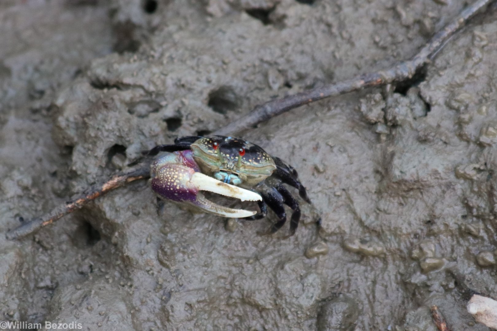 Crab Species - Laem Pak Bia