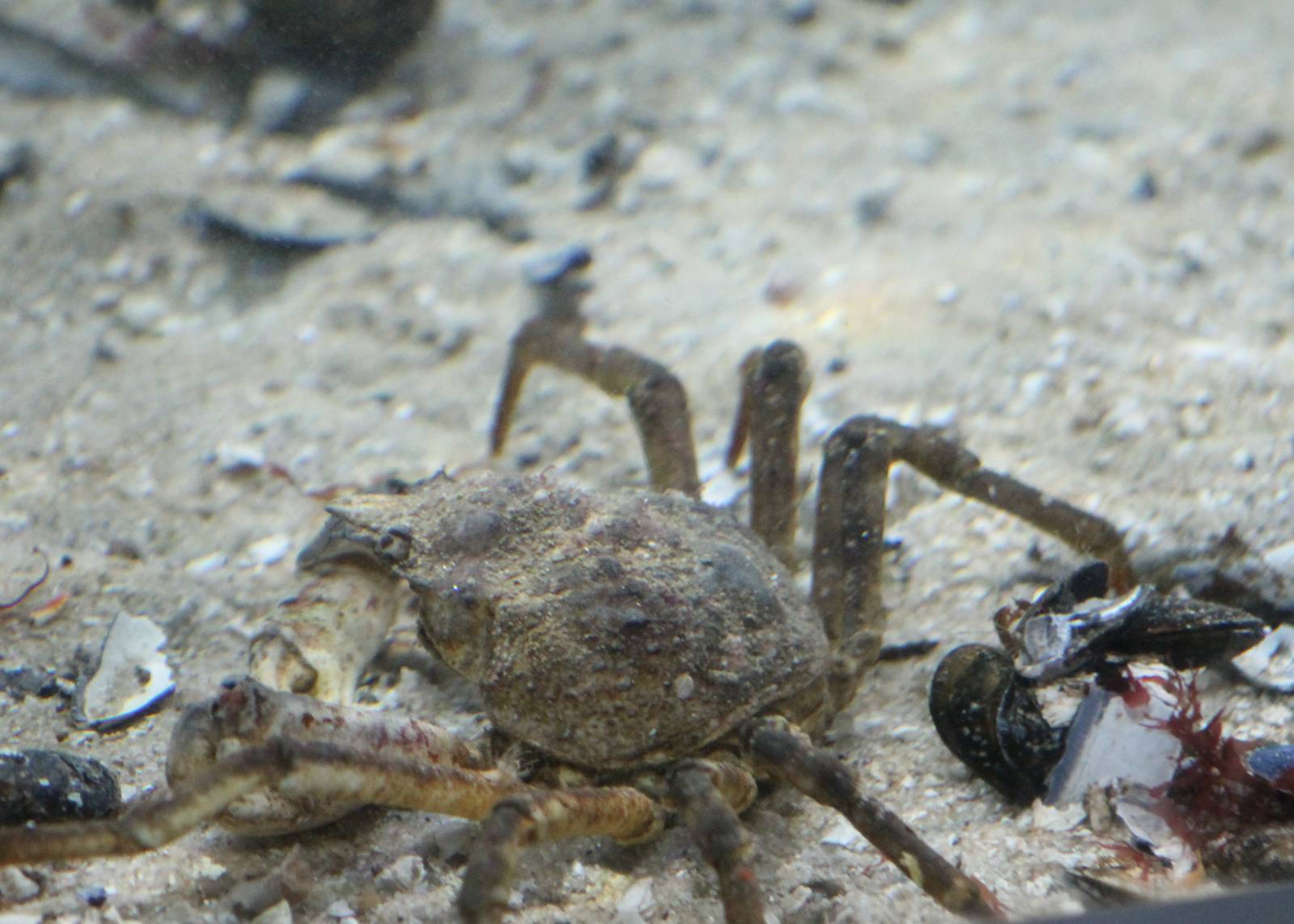 Crab-species