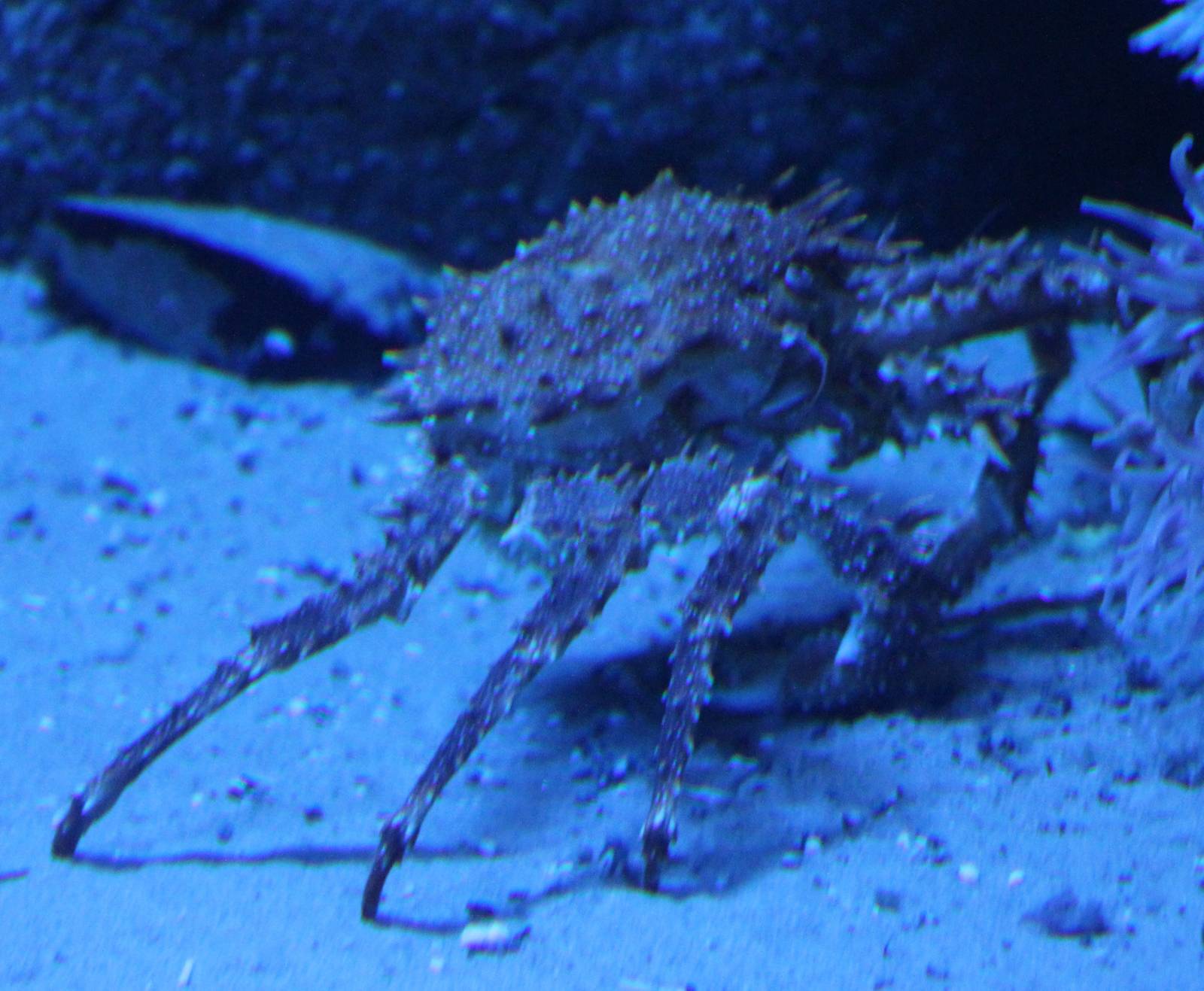 Crab-species