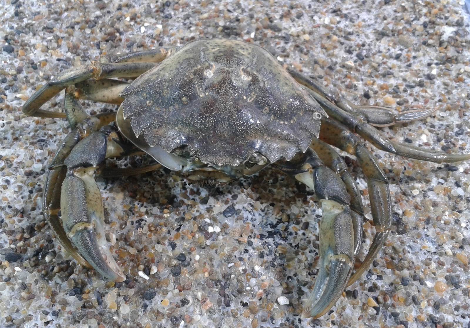 Crab-species