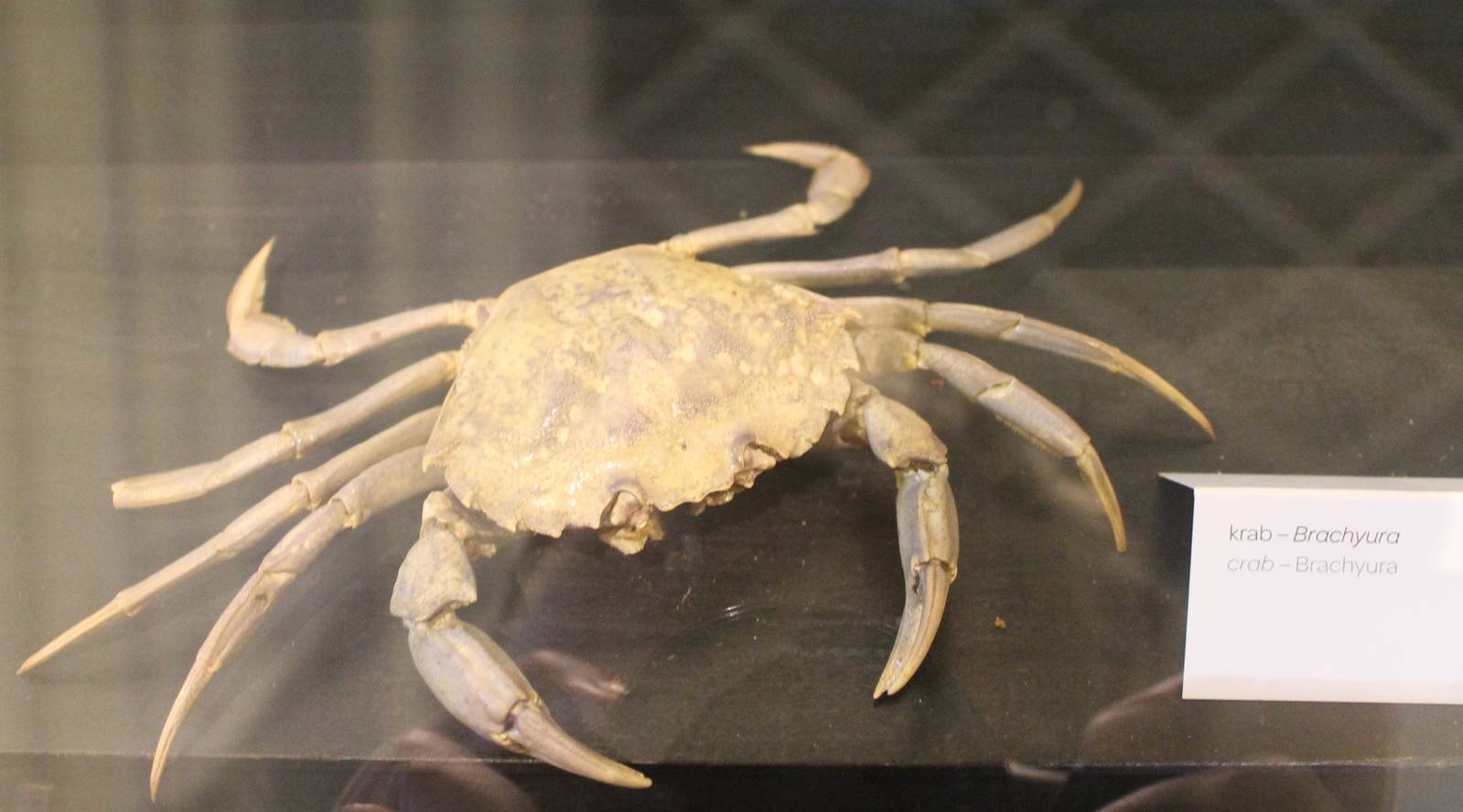 Crab-species