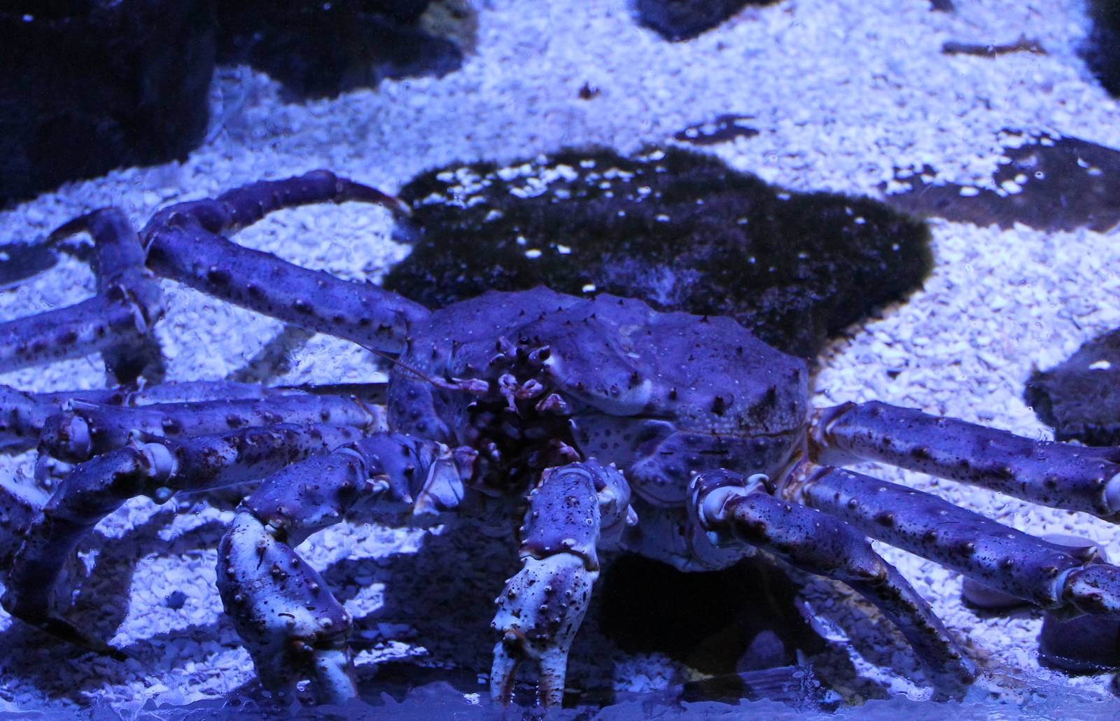 Crab-species
