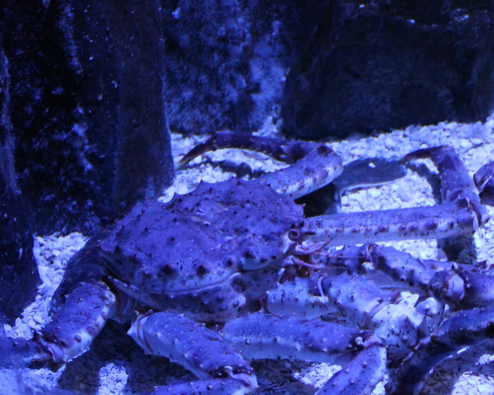 Crab-species