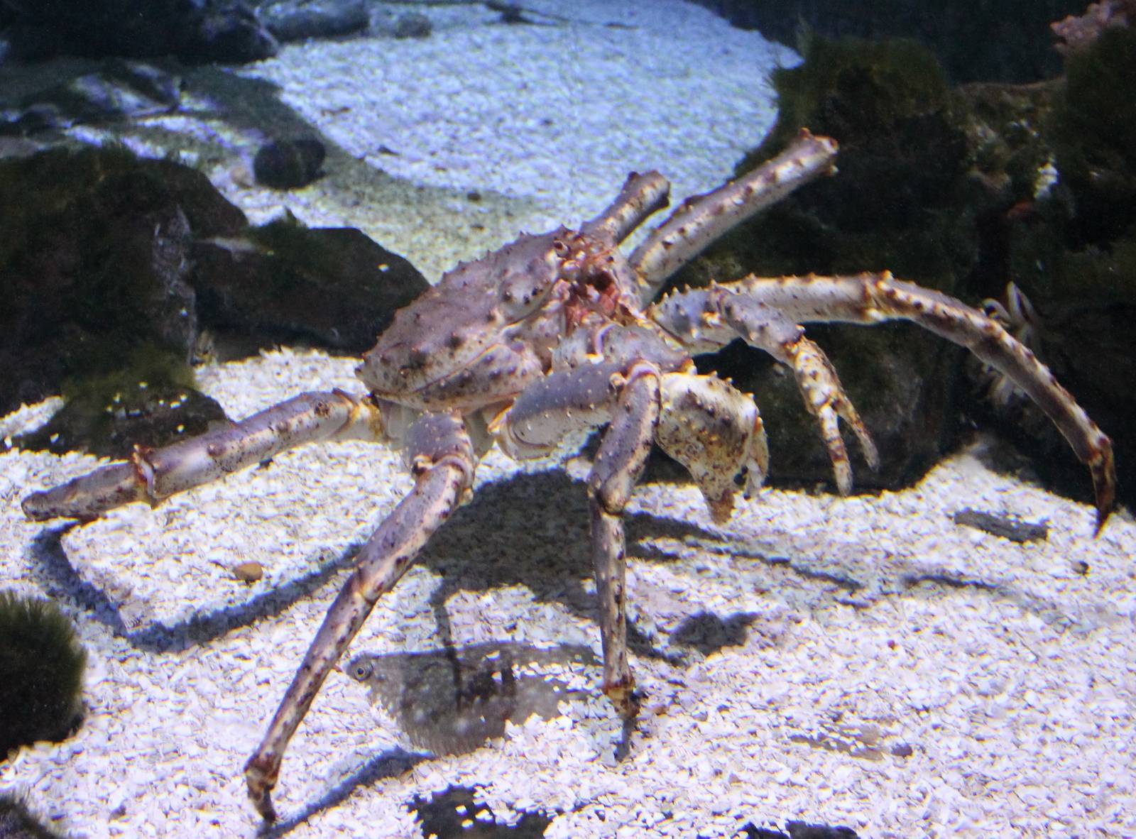 Crab-species