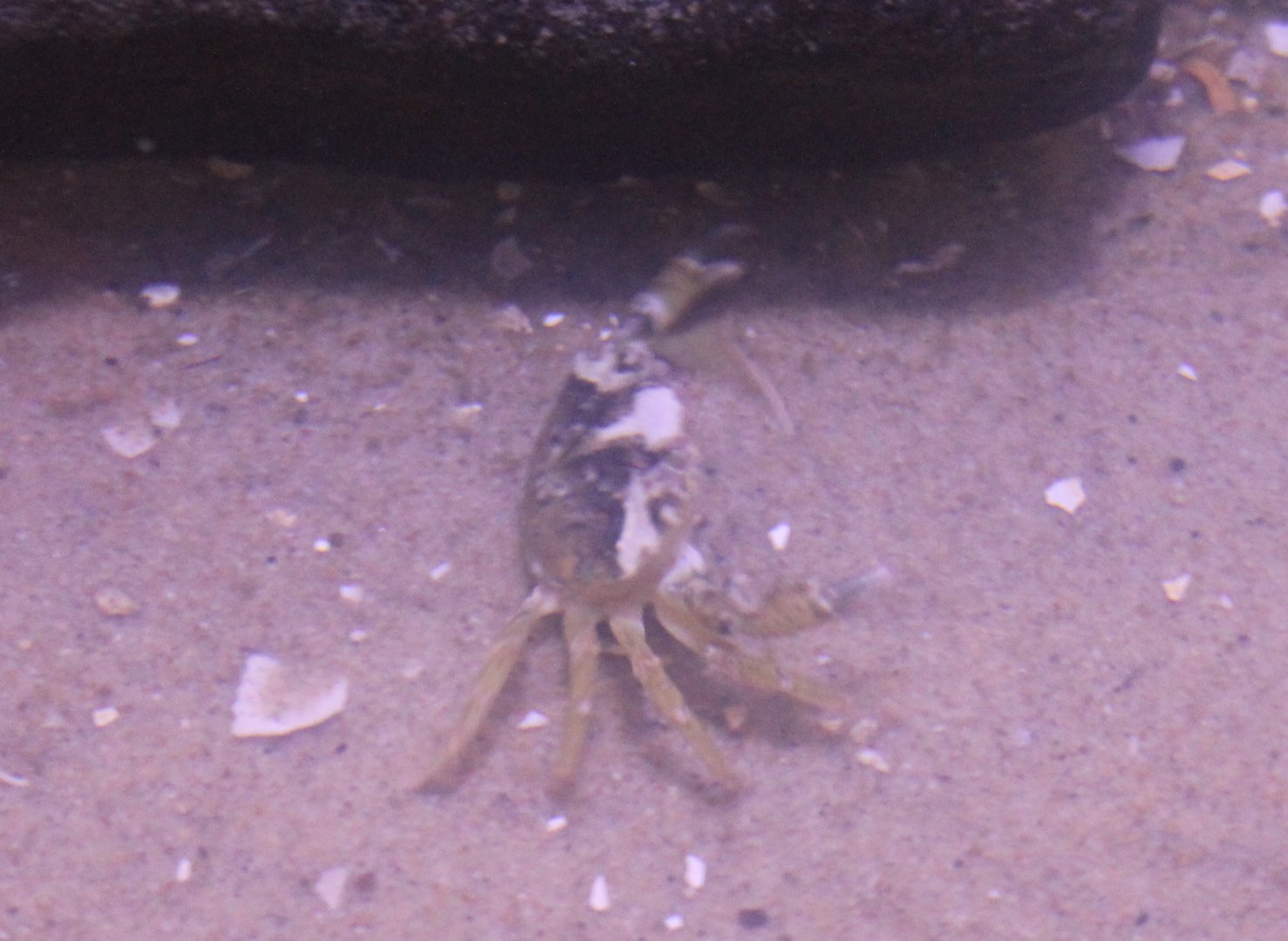 Crab-species