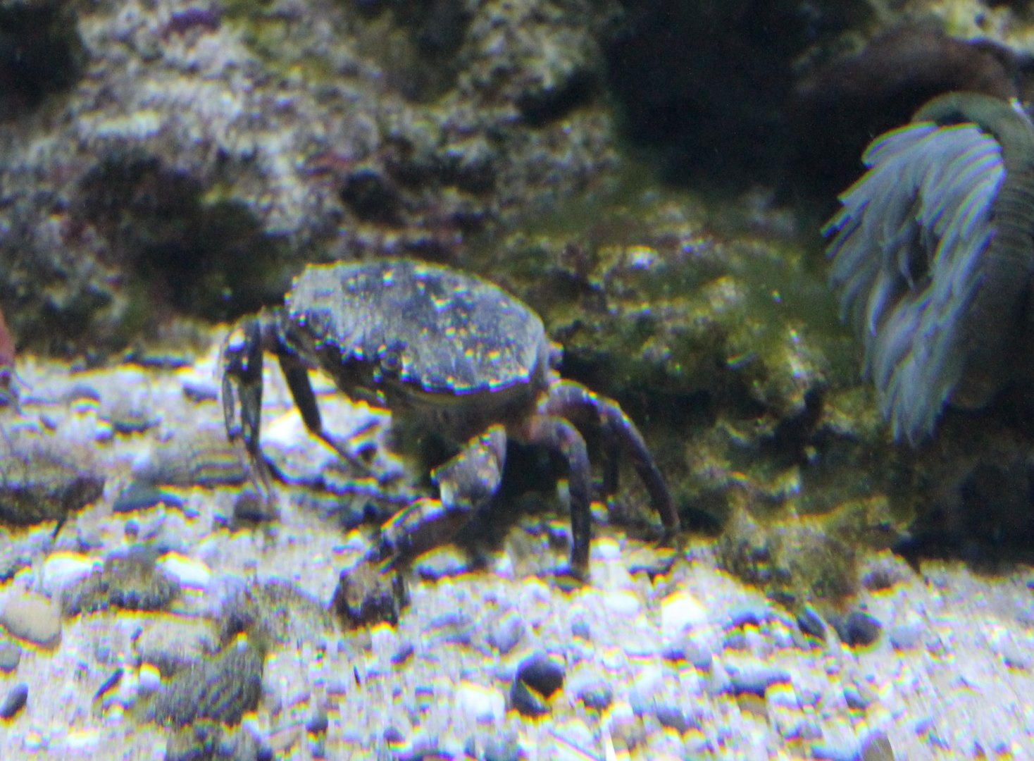 Crab-species