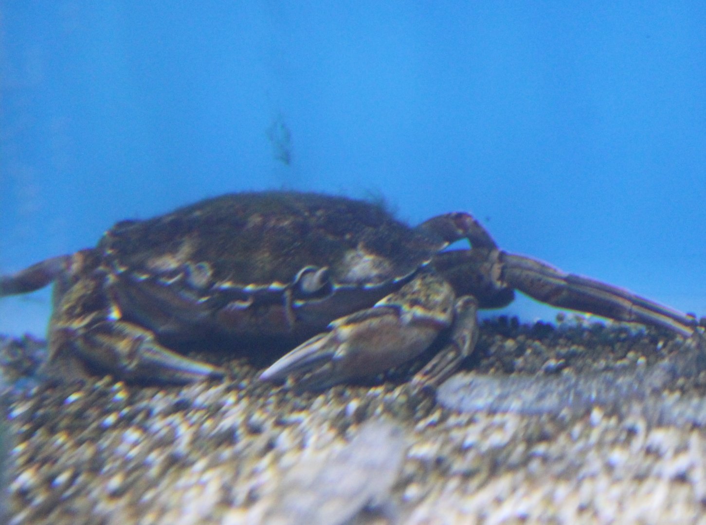 Crab-species