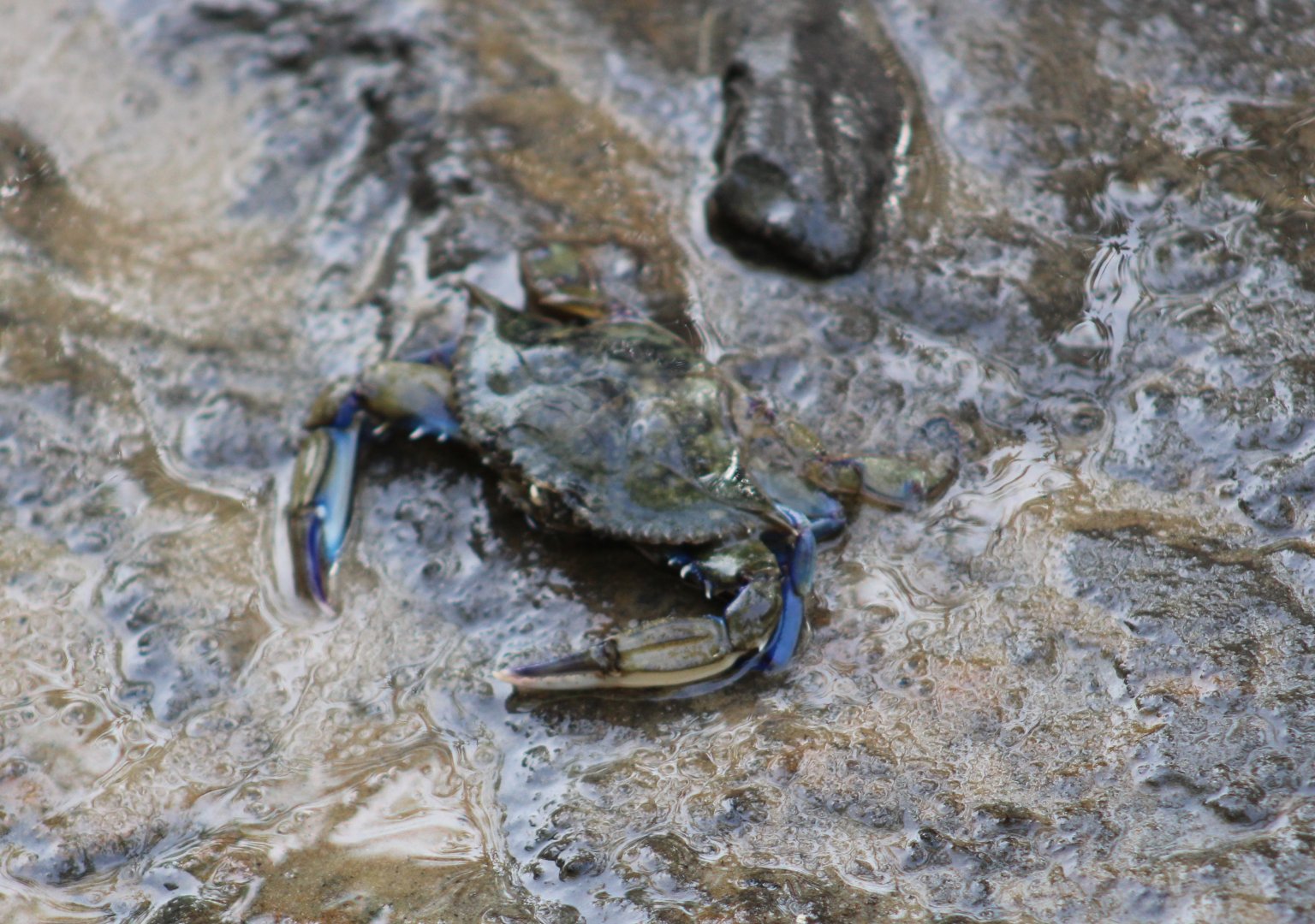 Crab-species