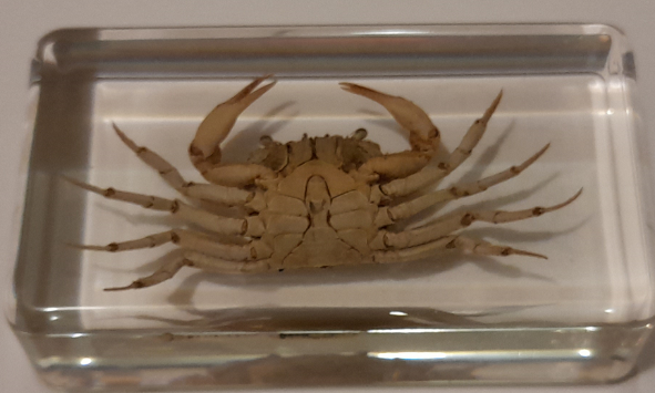 Crab Specimen ID?