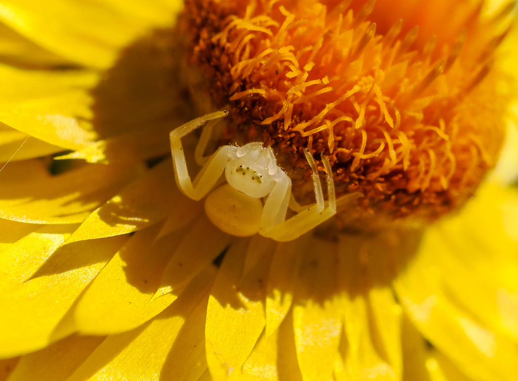 crab spider, Mastira sp.