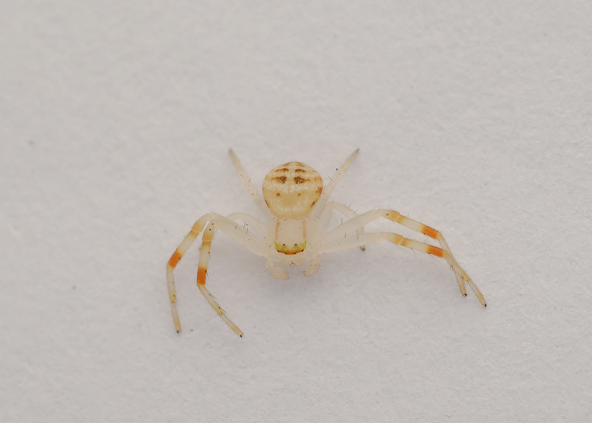 crab spider, Mastira sp.