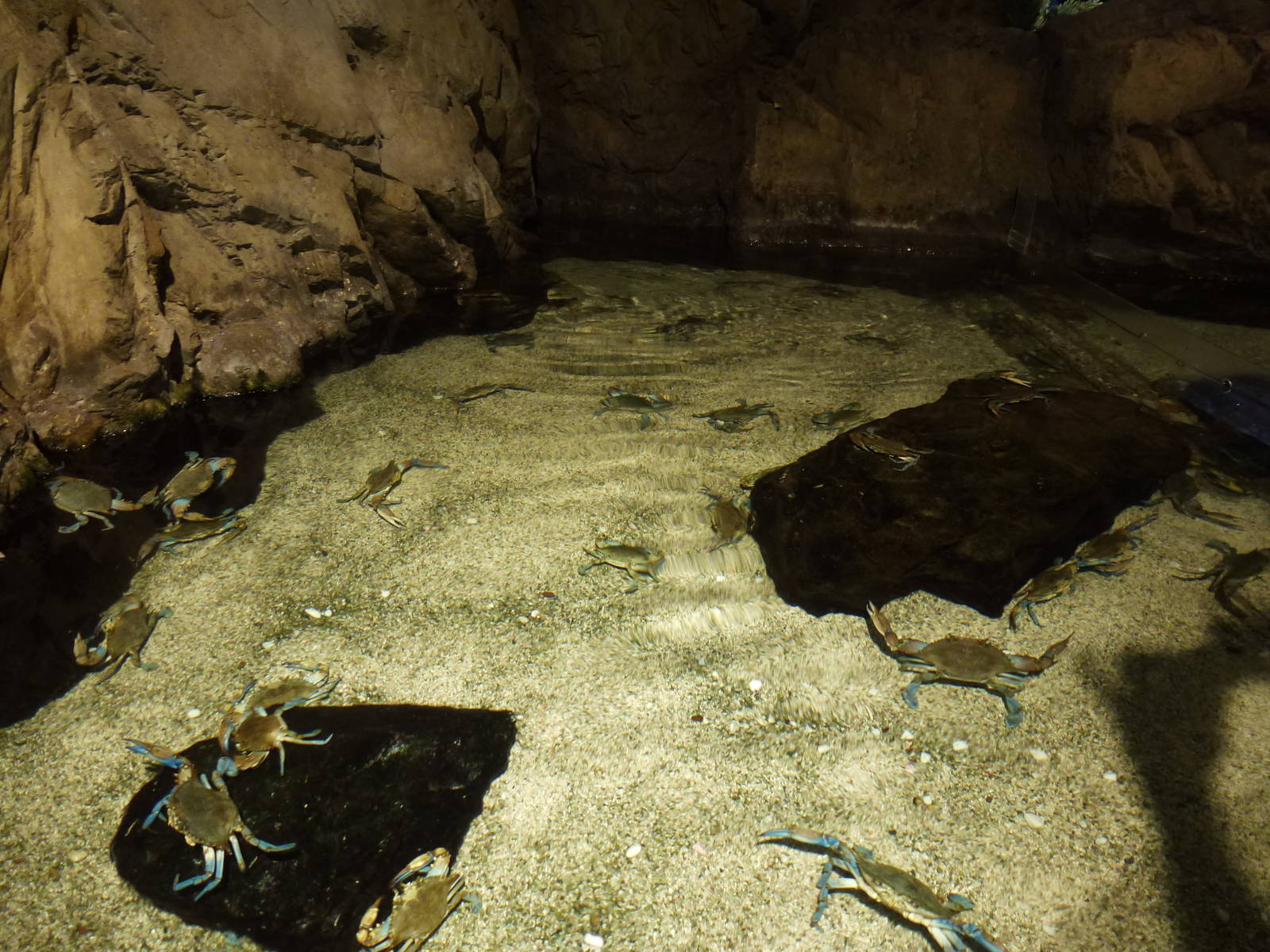 Crab tank, June 2013.