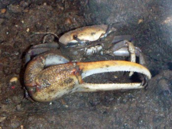 Crab (Uca tangeri)