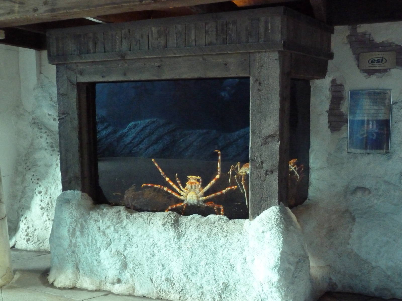 Crab Villa - Japanese Giant Spider Crab Exhibit