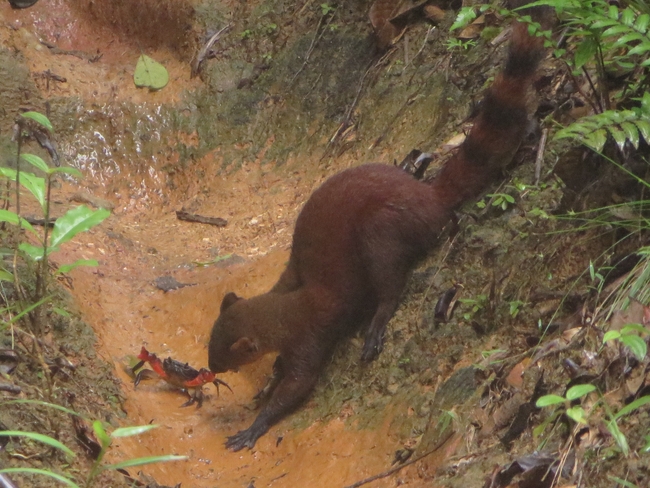 crab vs ring tailed vontsira