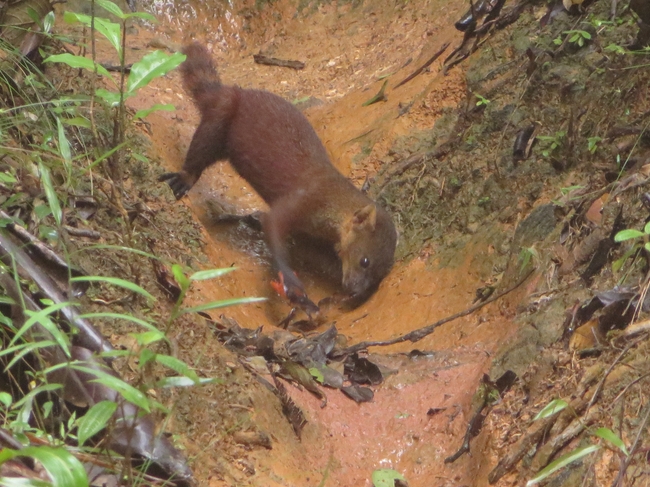 crab vs ring tailed vontsira