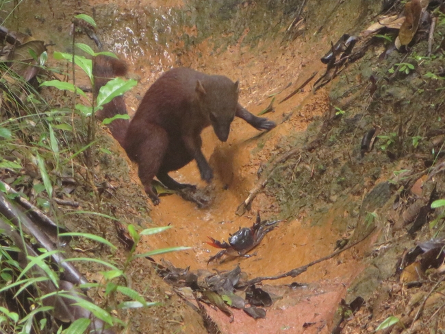 crab vs ring tailed vontsira