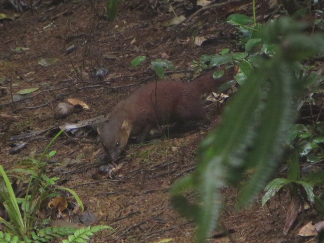 crab vs ring tailed vontsira