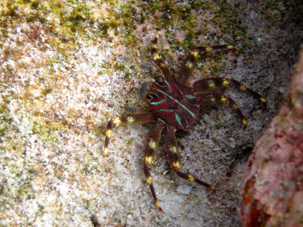 Crab with green fluoro markings (Percnon spp.)