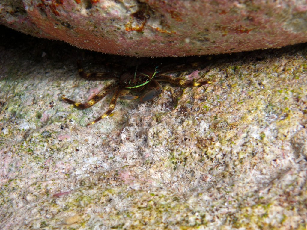 Crab with green fluoro markings