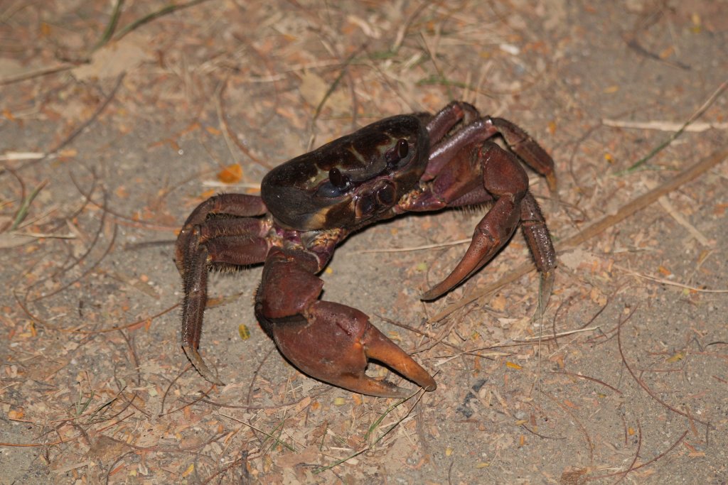 Crab