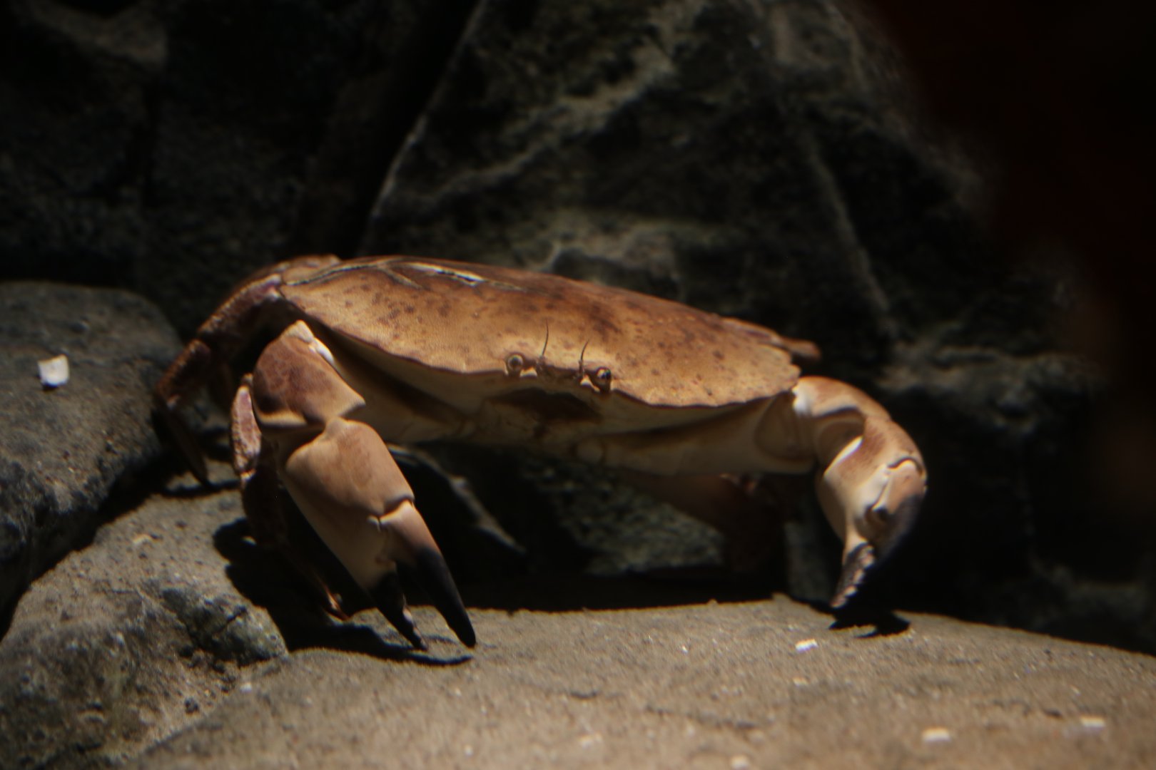 Crab