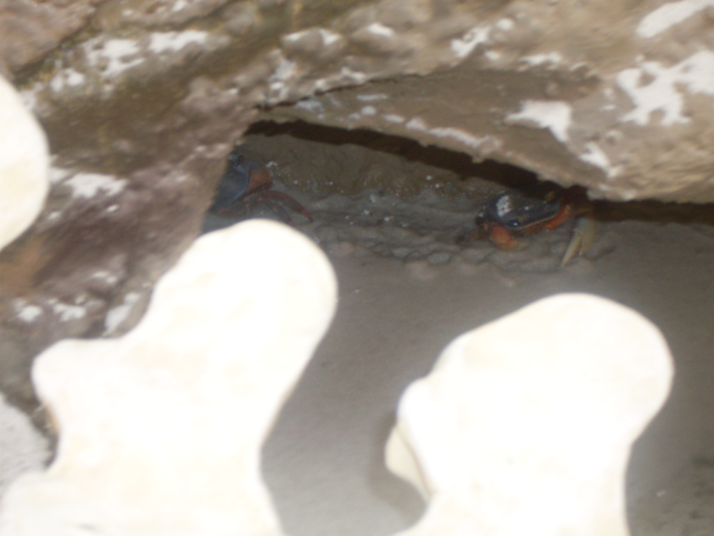 Crabs in the Green Pyramid